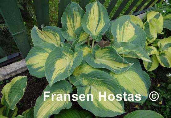 Hosta Great Expectations